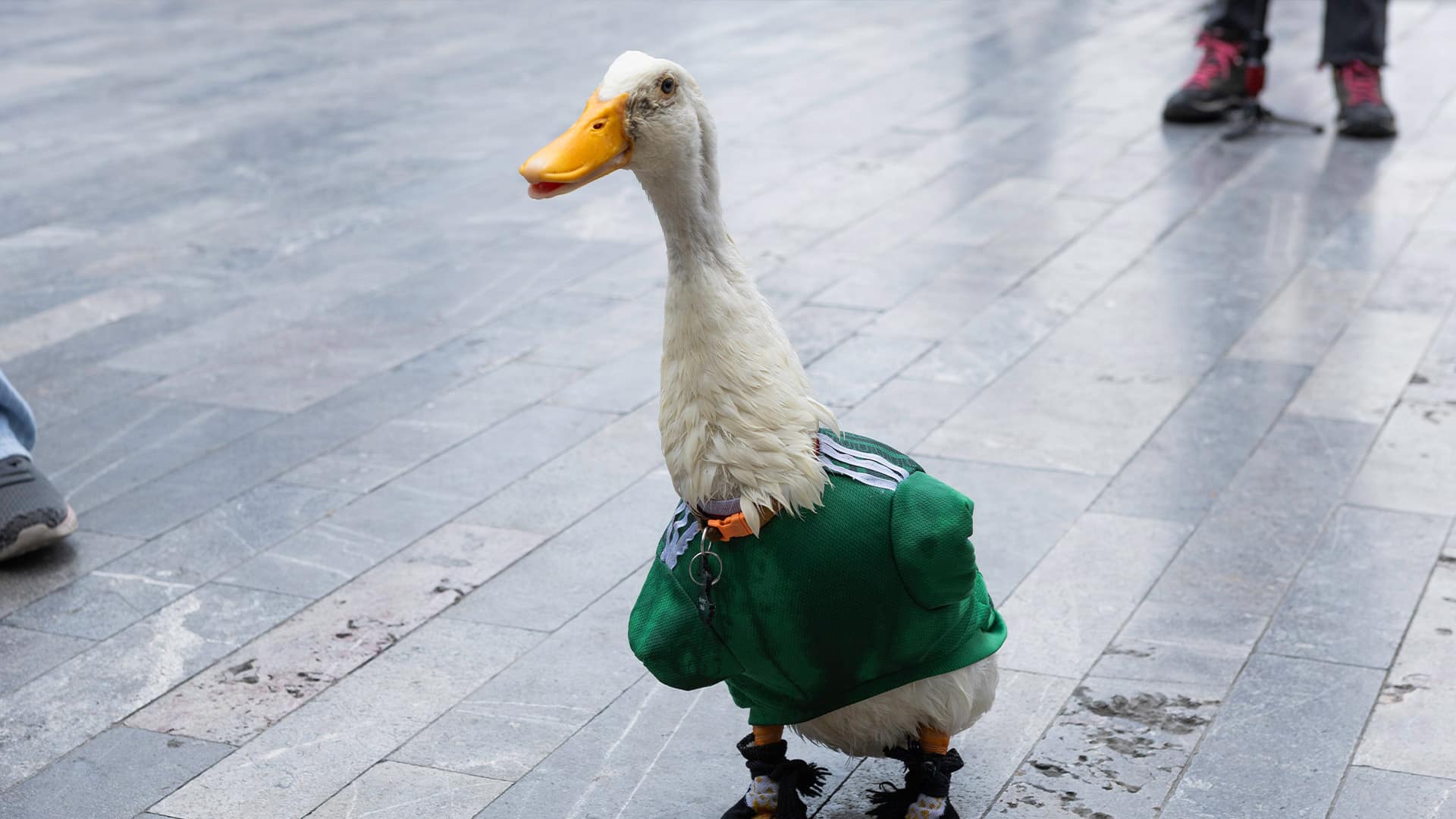 FIFA Rules Keep Mexico’s Merlin The Duck Out Of Stadium For Group Stage Match