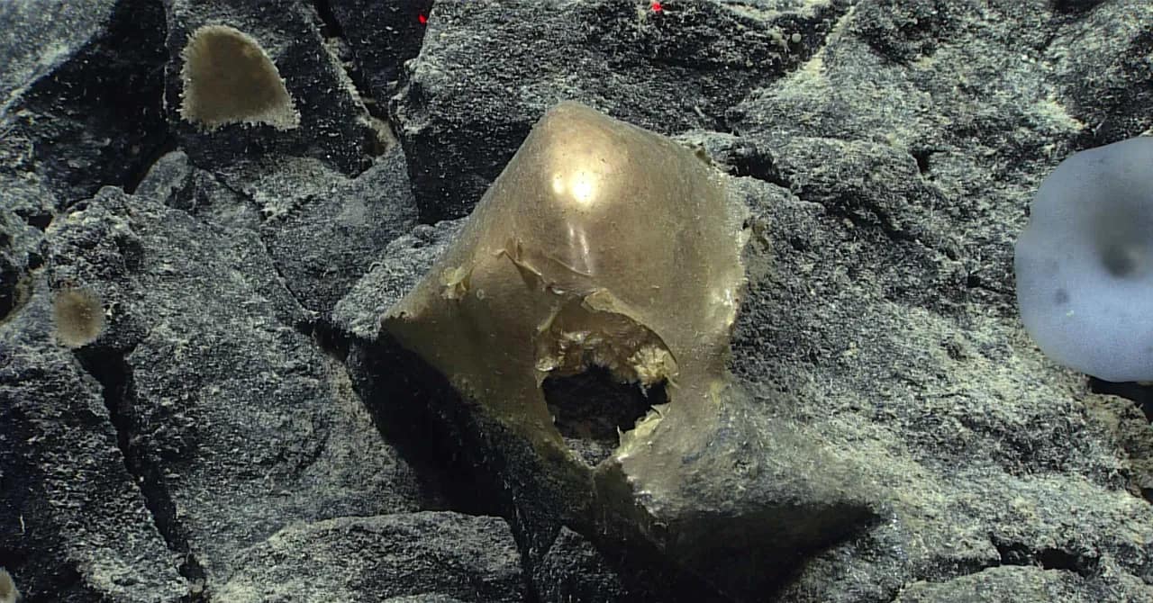 A ‘Golden Orb’ on the Ocean Floor Came From a Mysterious Animal