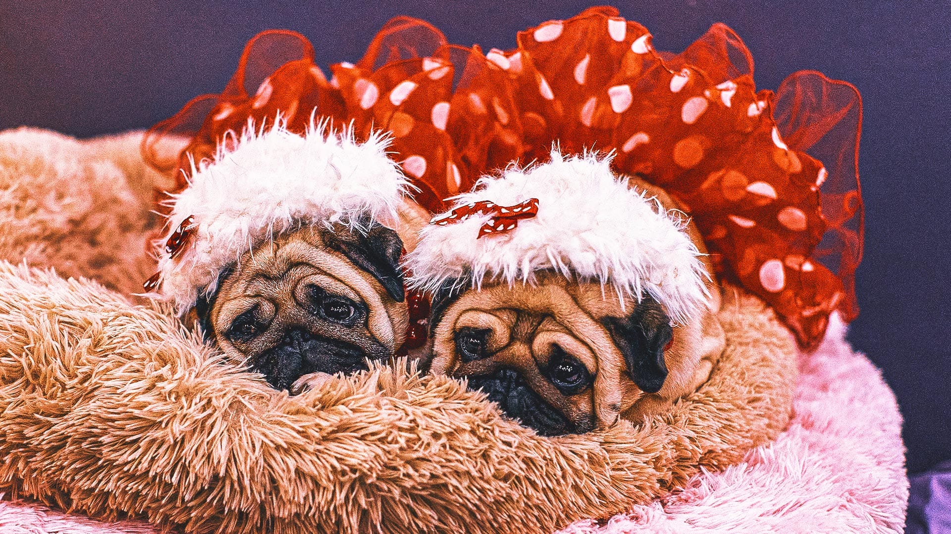 Decoding Westminster Kennel Club Show Dogs’ Quirky, Tongue-Twisting Names